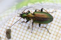 Agonum marginatum