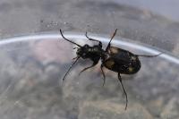 Bembidion quadripustulatum