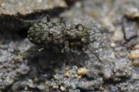 Elaphrus riparius