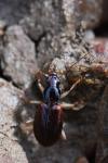 Paranchus albipes