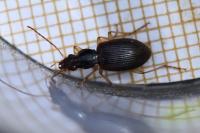 Paranchus albipes