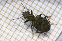 Elaphrus riparius