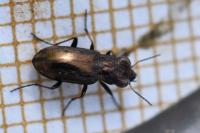 Notiophilus quadripunctatus