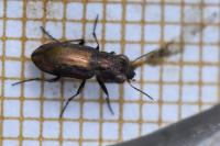 Notiophilus quadripunctatus