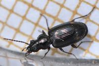 Bembidion lunulatum