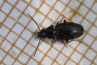 Bembidion lunulatum