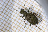 Elaphrus riparius