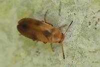 Anaspis maculata