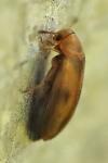 Anaspis maculata
