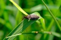 Agrypnus murinus