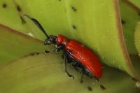 Lilioceris lilii