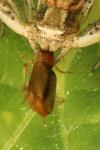 Demetrias atricapillus