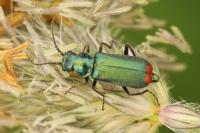 Malachius bipustulatus