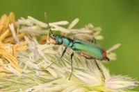 Malachius bipustulatus