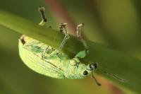 Polydrusus planifrons