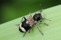Clerus mutillarius