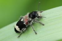 Clerus mutillarius