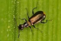 Sphinginus lobatus
