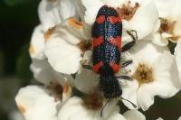 Trichodes alvearius