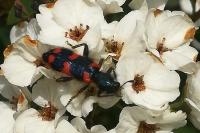 Trichodes alvearius