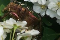 Cetonia aurata