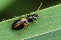 Acupalpus meridianus