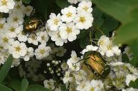 Cetonia aurata