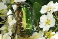 Cetonia aurata