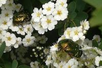Cetonia aurata