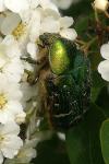 Cetonia aurata