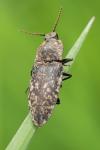 Agrypnus murinus