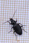 Agonum