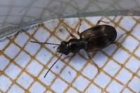Bembidion articulatum