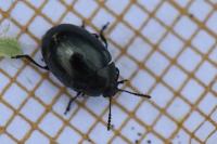 Phaedon armoraciae