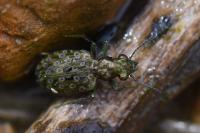 Elaphrus riparius