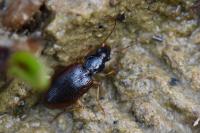 Paranchus albipes