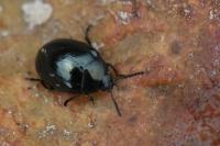 Phaedon armoraciae