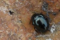Phaedon armoraciae