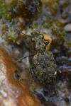 Elaphrus riparius