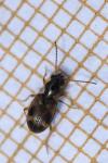 Bembidion articulatum