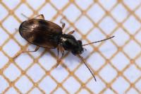 Bembidion articulatum