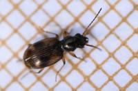 Bembidion articulatum