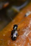 Bembidion articulatum