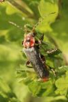 Cantharis rustica
