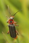 Cantharis rustica