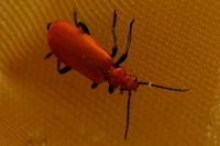 Pyrochroa serraticornis