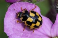 Propylea quatuordecimpunctata