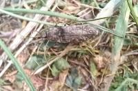 Agrypnus murinus