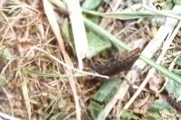 Agrypnus murinus