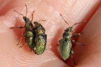 Phyllobius betulinus